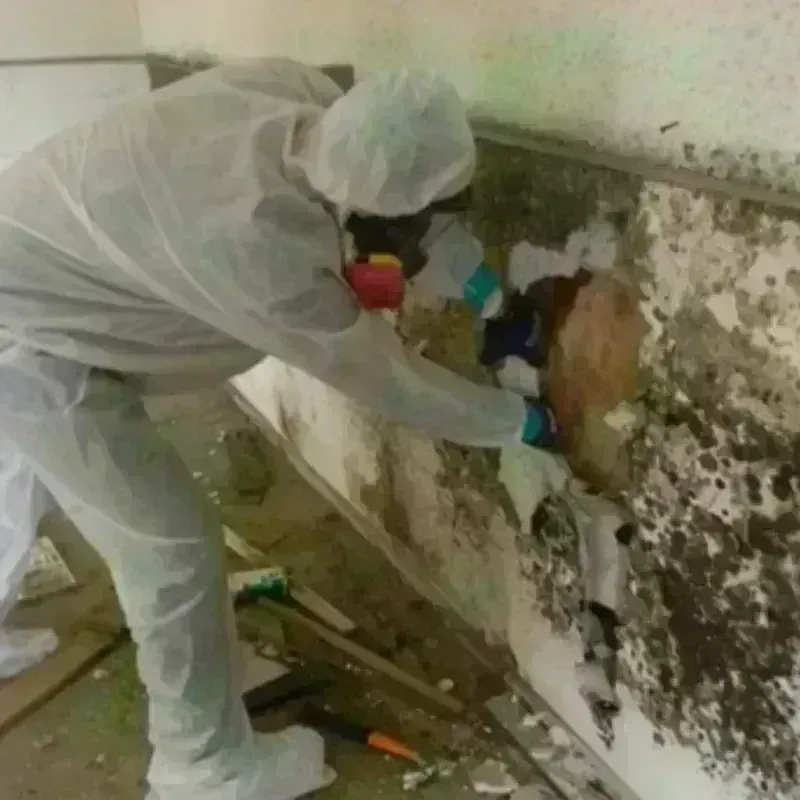 Mold Remediation and Removal in Abernathy, TX